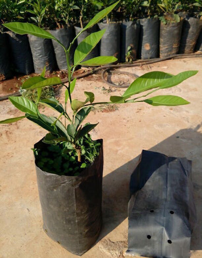 Plant Thicken Grow Bags Seedling Nursery Planting Bags With Breathable Holes